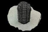 Austerops Trilobite - Visible Eye Facets #119992-3